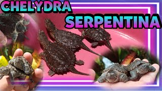 NUEVAS TORTUGAS  CHELYDRA SERPENTINA  Snapping Turtle [upl. by Elyn]