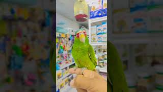 Whitefronted amazon birds parrot greenparrot shortfeed youtube shorts shorts [upl. by Kopp]