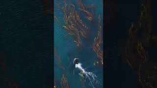 Southern resident orcas of Puget Sound are special [upl. by Swamy223]