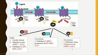 receptores acoplados a proteína G [upl. by Zitvaa439]
