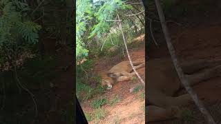 Lion safari in Sri venkateswara zoological Park  tirupati trendingshorts animal zoo viral [upl. by Ennovahs]