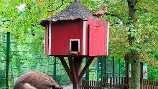 BerlinNeukölln  Volkspark Hasenheide Sonntag früh 4k [upl. by Ardnazxela362]