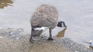 A Very Lame Goose At A Poor Facility [upl. by Maclay]