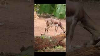 Thrissur zoo full video link description ഇണ്ടേ animals attitude tiger hippo lion [upl. by Philemol884]