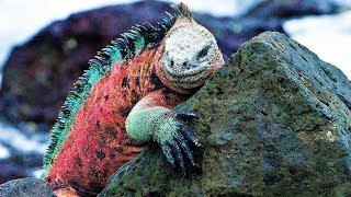 STRANGEST Creatures of the Galapagos Islands [upl. by Smukler]