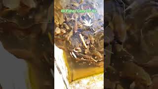 Whats My Secret All Fish Follow Me  Fishing Fish shorts viralvideo ytshorts [upl. by Binni]