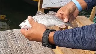 Florida Fishing Trip Harborwalk loaded with fish [upl. by Winonah]