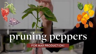 How to Prune Peppers for Maximum Yield growing indoors in aerogarden [upl. by Rosabel]