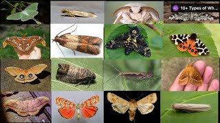 Types of Moths  Moth Species In English  Learn Moth Species [upl. by Essyla270]