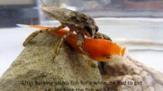 Giant Water Bug Lethocerus medius eating fish [upl. by Hollah]