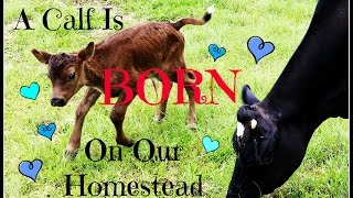 A Calf Is Born On Our Homestead [upl. by Nosyla]