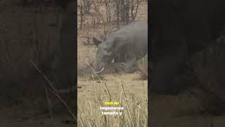 ¡Increíble Batalla Elefante vs Búfalo en la Sabana Africana [upl. by Vories]