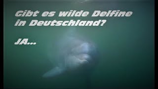 DELFINE  spektakuläre Begegnung mit Delfinen in der Ostsee [upl. by Kelton]