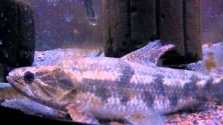 My Common Wolf fish Hoplias malabaricus [upl. by Candie]