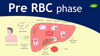 Plasmodium  Malaria Exoerythrocytic schizogony  Parasitology  Basic Science Series [upl. by Lyris]