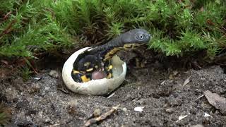 Rote Roti Island Snakenecked Turtle Chelodina mccordi Hatches from Egg [upl. by Oikim]