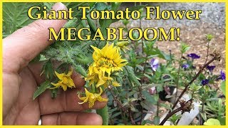 Giant Tomato Flower MEGABLOOM [upl. by Nomae]