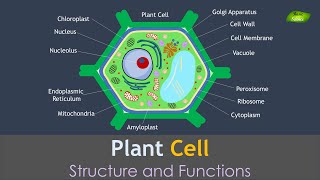 Stomata  Guard cells  Osmotic pressure [upl. by Rednazxela76]