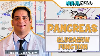 Endocrinology  Pancreas Glucagon Function [upl. by Forland]