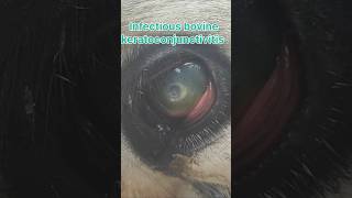 Corneal ulcer in cow [upl. by Leuname240]