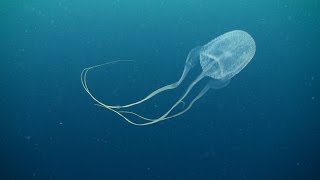 Box jellyfish class Cubozoa 03 November 2014 Sail Rock Underwater video [upl. by Denn]