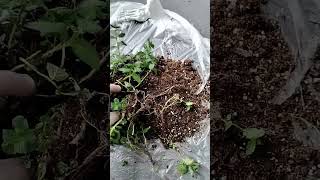 Lovehate Mint garden gardening plants miracle mint moments life lifehacks plantgrowth pov [upl. by Neeli418]