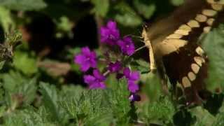 Super Plant Homestead Purple verbena best planted in fall [upl. by Caniff]