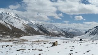 Bears of the Pamirs [upl. by Jarrell]