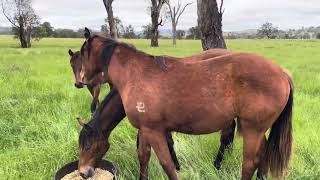 Filly by Tiger of Malay out of Husson Belle [upl. by Ennoirb586]