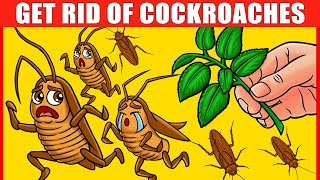 14 Natural Methods to Get Rid of Cockroaches Immediately Based on Science [upl. by Gord330]