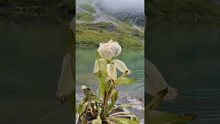 Saussurea Obvallata Brahma kamal  Shri Hemkund Sahib  Valley of Flowers 🪷 brahmakamalflower [upl. by Eelyrag]