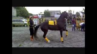 caballos bailadores y de alta escuela [upl. by Lyndell]