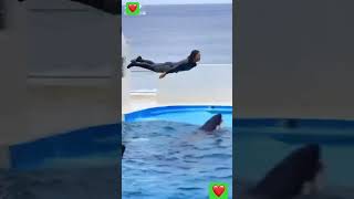 Friendship with dolphin shortvideo youtubeshorts viralvideo trending [upl. by Paviour167]