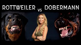 THE DOBERMAN VS THE ROTTWEILER  WHO IS FIERCEST [upl. by Vano]