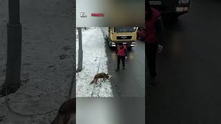 ¡Rescate Emocionante ¡Perrito encadenado es salvado en la carretera youtubeshorts [upl. by Adnilrem131]