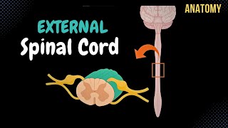 External Spinal Cord Surface Segments Spinal Nerve Enlargements Reflex Arch  Anatomy [upl. by Legnaros207]