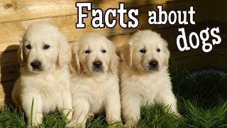 Dog Facts for Kids [upl. by Edith]