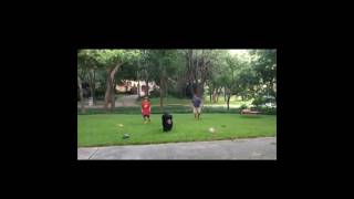 Throwing the Football with a Bouvier ❤️ bouvierdesflandres shorts dog [upl. by Neuberger859]