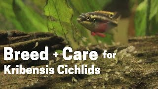 HOW TO BREED  CARE FOR KRIBENSIS CICHLIDS Easy and Simple [upl. by Yma]