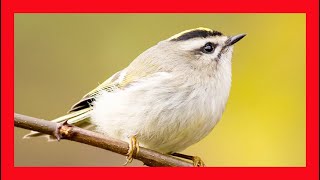 Goldencrowned Kinglet Song Goldencrowned Kinglet Call  Reyezuelo Sátrapa Canto  Regulus Satrapa [upl. by Adhamh694]