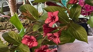 How to Prune Weigela for Maximum Bloom and Growth [upl. by Dannica507]