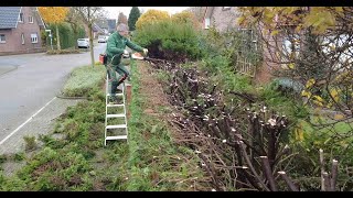 Kundenwunsch Einfach gerade Heckeschnitt mit Stihl HSA 130R Satisfying Hedgecutting [upl. by Yraeht]