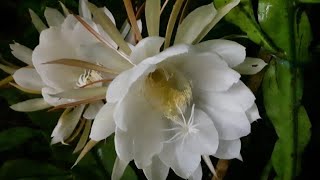 Rare flower species  Blooming of Nishagandhi  Brahma Kamal  Queen of the Night [upl. by Cornwall]