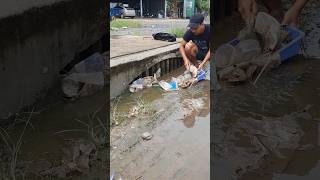 Remove plastic Clogged Culvert Drain unclogging drain satisfying shorts [upl. by Bogart253]