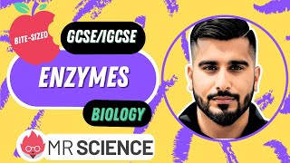 Enzymes  Lock and Key theory  Induced fit  Bitesized  GCSE  IGCSE Biology  Mr Science in 8K [upl. by Dat364]