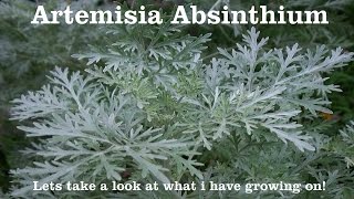 Wormwood  Artemisia absinthium  You wont believe it with your own eyes [upl. by Morry]