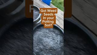 Got weeds in your potting soil Sterilize w boiling water and then amend pottingsoil gardentips [upl. by Hein243]