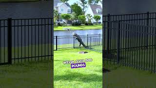 This Alligator Jumped Over the Fence 🐊😱 [upl. by Ayak123]