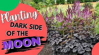 Planting Dark Side of the Moon Astilbe by Proven Winners  New Variety [upl. by Abba129]