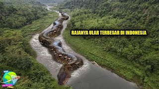 Ngeri Inilah 4 Siluman Ular Terbesar di Dunia Yang Pernah Dilihat Manusia Nomer 3 Ada di Indonesia [upl. by Perr]